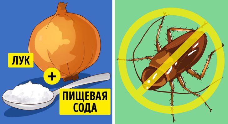 Причины, по которым мухи предпочитают обитать в жилых помещениях